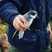 Blue Petrel